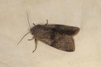 Orthosia incerta