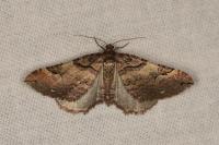 Earophila badiata