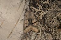 Perigrapha i-cinctum gepida
