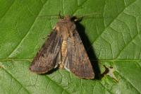 Agrotis clavis clavis
