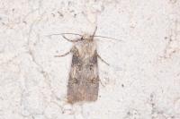 Agrotis puta