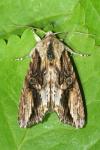 Egira conspicillaris