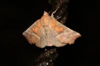 Scoliopteryx libatrix