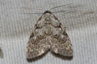 Nola confusalis