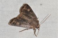 Conistra erythrocephala