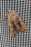 Lithophane socia
