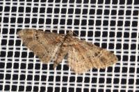 Gymnoscelis rufifasciata