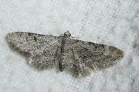 Eupithecia distinctaria