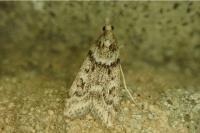 Eudonia angustea