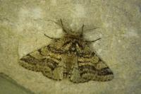 Lycia hirtaria