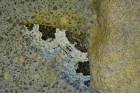 Xanthorhoe fluctuata