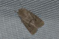 Orthosia cerasi