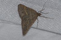 Perigune narbonea