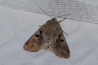 Orthosia gothica
