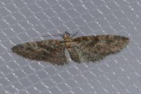 Eupithecia abbreviata