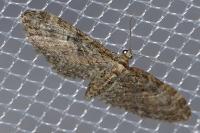Eupithecia abbreviata