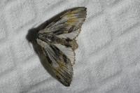 Harpyia milhauseri