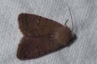 Caradrina