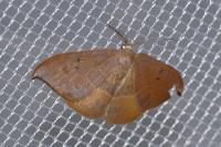 Watsonalla uncinula