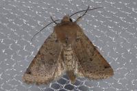 Spudaea ruticilla