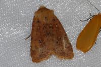 Conistra rubiginea