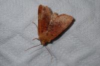 Conistra rubiginea