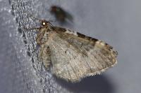 Xanthorhoe fluctuata