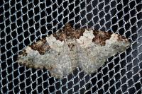 Xanthorhoe fluctuata