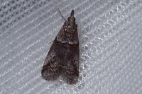 Acrobasis obliqua