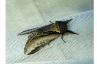 Pheosia tremula