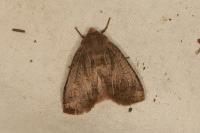 Conistra
