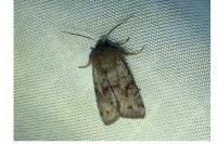 Orthosia incerta
