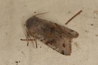 Orthosia incerta