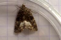 Deltote pygarga