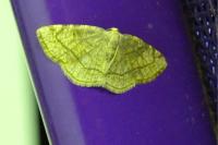 Stegania trimaculata