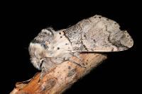 Furcula bifida