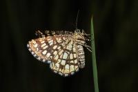 Chiasmia clathrata