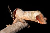 Clostera curtula