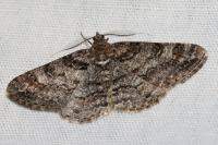 Cleora cinctaria