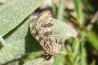Nomophila noctuella