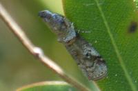 Acrobasis obliqua