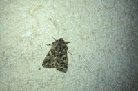 Hadena bicruris