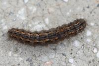 Eilema caniola