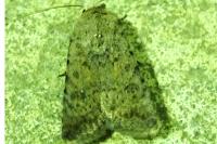 Caradrina clavipalpis