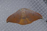 Watsonalla uncinula