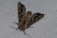 Egira conspicillaris