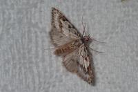 Nola cicatricalis