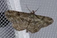 Peribatodes rhomboidaria rhomboidaria