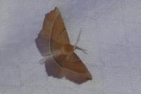 Gerinia honoraria