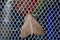 Mecyna asinalis